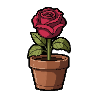 red rose flower  potted in clay pot