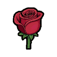 red rose flower  wilting dried