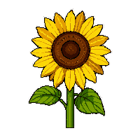 sunflower yellow  fully grown large