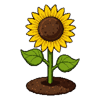 sunflower yellow  growing from soil