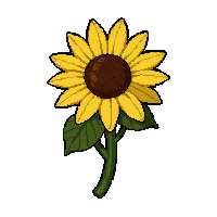 sunflower yellow  wilting dried