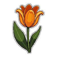 tulip orange  blooming fresh