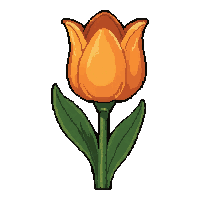 tulip orange  fully grown large