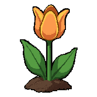 tulip orange  growing from soil