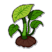 venus flytrap  fully grown large