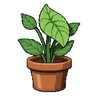 venus flytrap  potted in clay pot