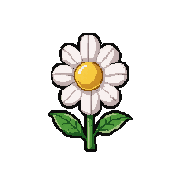 white daisy  blooming fresh
