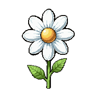 white daisy  frost covered