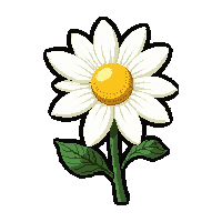 white daisy  fully grown large