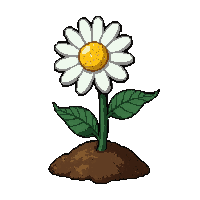 white daisy  growing from soil