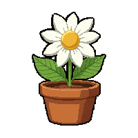 white daisy  potted in clay pot