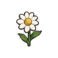 white daisy  wilting dried