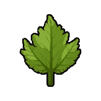 herb medicinal plant  loose scattered