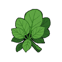 herb medicinal plant  wet and damp