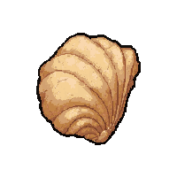 shell animal bone  dried and preserved