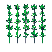 crop beet growing