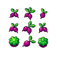 crop beet ripe