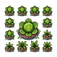 crop cabbage growing