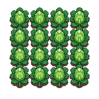 crop cabbage ripe