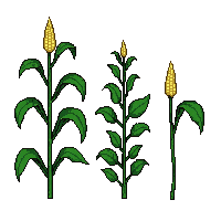 crop corn growing