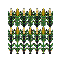 crop corn ripe