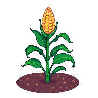 crop corn sprout