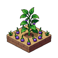 crop eggplant growing