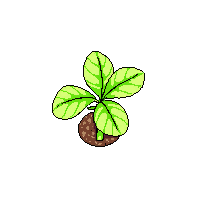 crop lettuce growing