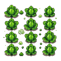 crop lettuce ripe