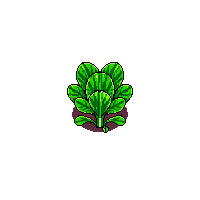 crop lettuce sprout