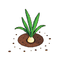 crop onion growing