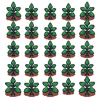 crop pepper growing