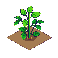 crop pepper sprout