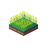 crop rice growing