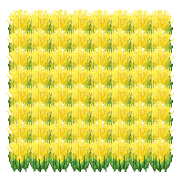 crop rice ripe