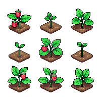 crop strawberry growing