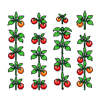 crop tomato growing