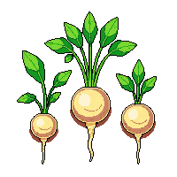 crop turnip ripe