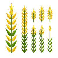 crop wheat growing