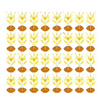 crop wheat ripe