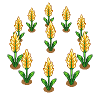 crop wheat sprout